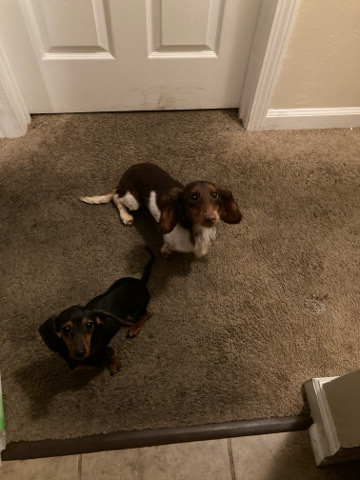 Dachshund – Dogs for sale