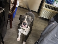 American Pit Bull Terrier – Blue Pitbull Bully Mix Needs A New Home!! – Atlanta