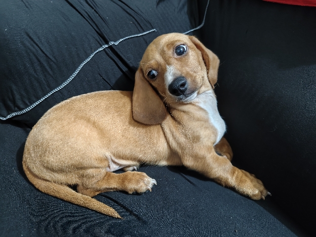 Dachshund – Dochaund legitimo – Cuautitlán
