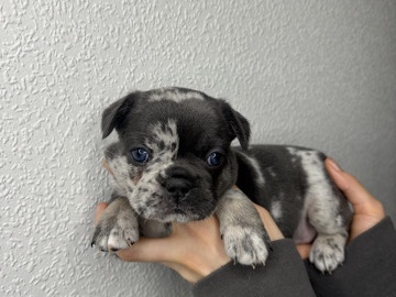 French Bulldog – French bulldog puppies