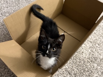 American Shorthair – Male Domestic Kitten – Knoxville
