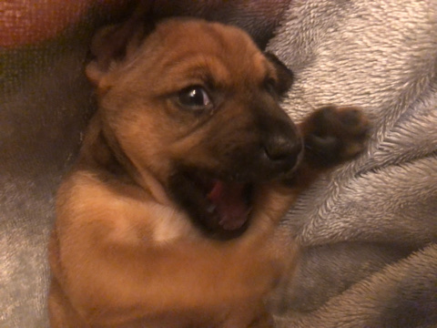 Yorkie Mix