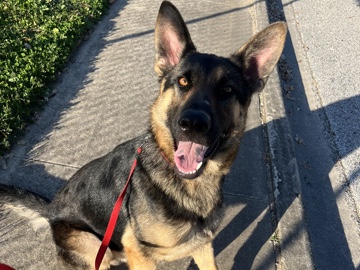 German Shepherd – rehoming German Shepherd – Schertz