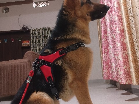German Shepherd – German shepherd – Mungeli