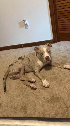 Billy – American bully