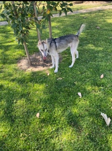 Siberian Husky – free dog must get rid off