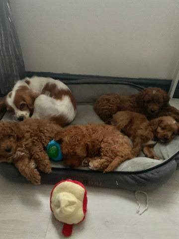 F1 Cavapoo Puppies