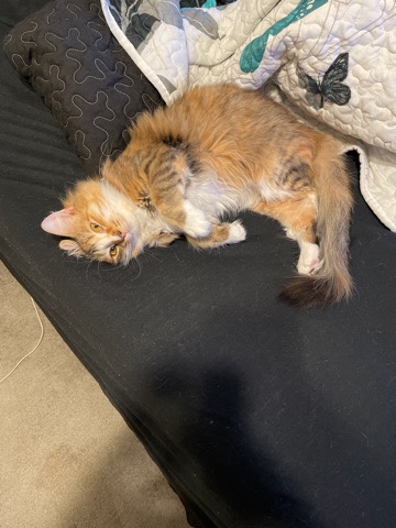 just need a good home for my cat