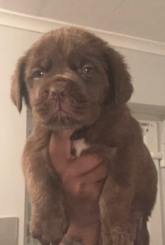 mastiff