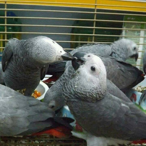 African Greg parrots