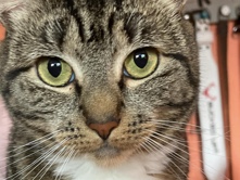 Russian White, Black and Tabby – rehoming – Minneapolis