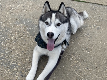 Siberian Husky – Beautiful purebred Husky looking for a loving home