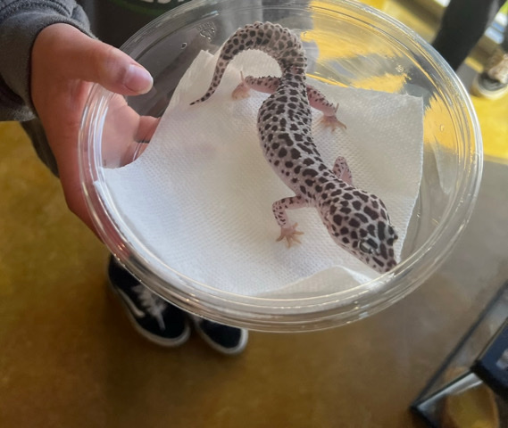 leopard spotted gecko