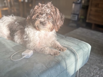 Shih Tzu – Bella Needs a Loving Home – Long Beach
