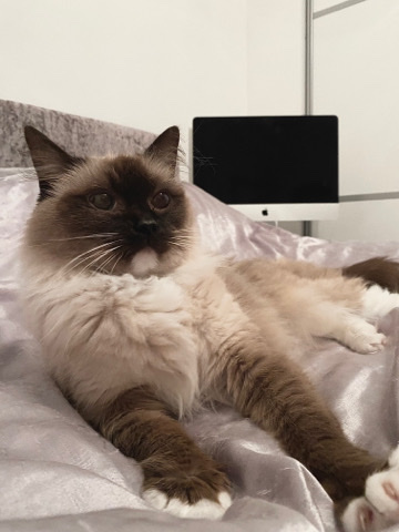 Ragdoll Female
