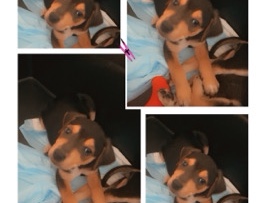 Puppy for sale