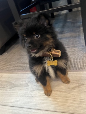 Pomeranian – Pomeranian puppy