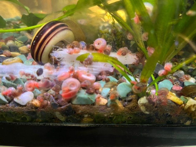 Coral and Purple Ramshorn