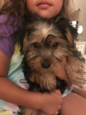 Yorkshire Terrier – yorkie