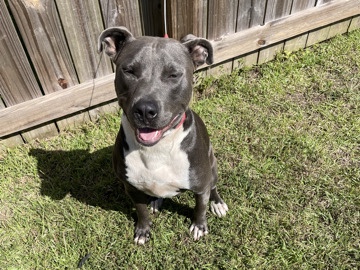 American Pit Bull Terrier – Pit Terrier McGregor – Biloxi