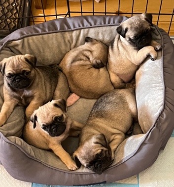Pug – PUG Puppies