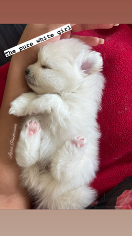 Pomeranian – 1 month old Pom puppies