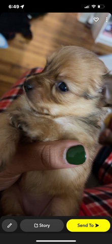 Maltese – mix maltese