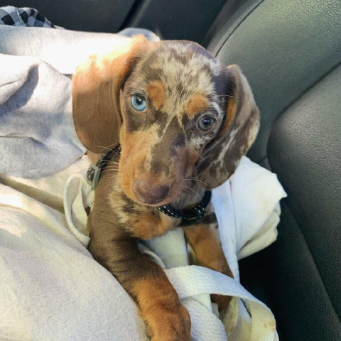 Dachshund – dachshund puppy