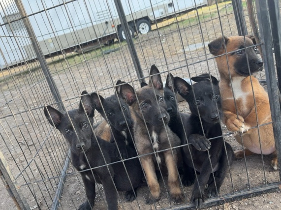 Belgian Shepherd Dog (Malinois) – BELGIAN MALINOIS – Houston