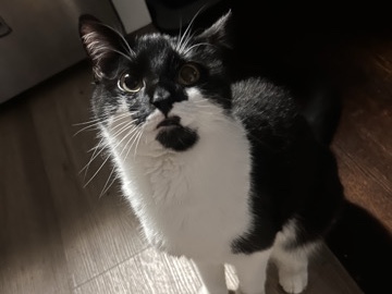 American Shorthair – Myla – Bridgeport