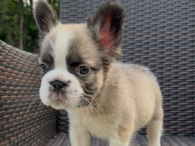 French Bulldog – Fluffy Frenchie – Charlotte
