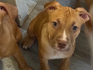 3 month cane corso x terrier (boy)