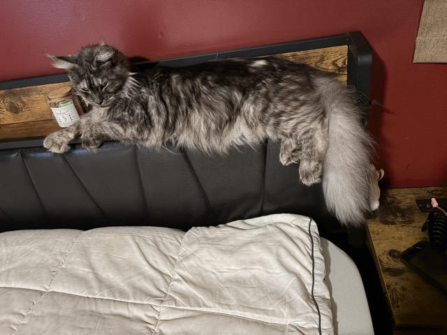 Maine Coon – Purebred Maine **** – West Liberty