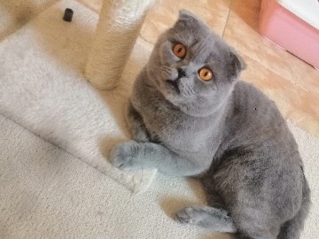 Scottish Fold – Scottish fold blue – Al Ain