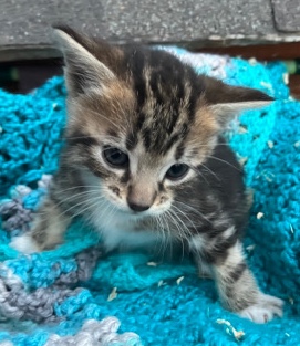 Manx – Manx kittens