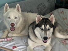 Siberian Husky – Husky Pups – Bourbonnais