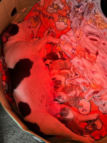American Bulldog – Micro bullies Born 05/23/***