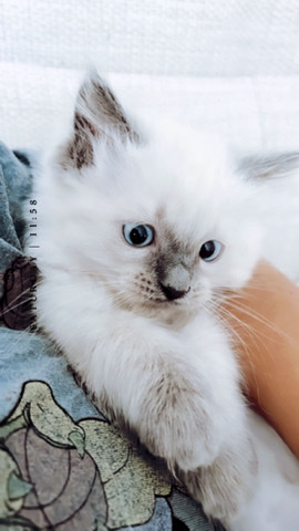 Ragdoll – Pedigree Ragdoll Kitten Available NOW