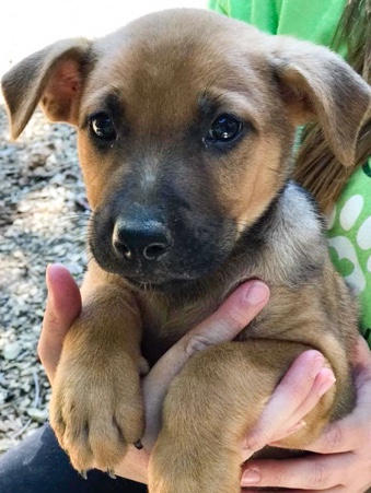 American Pit Bull Terrier – Pitbull puppies for sale