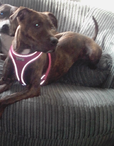Staffordshire Bull Terrier – Cleo, brindle staffy