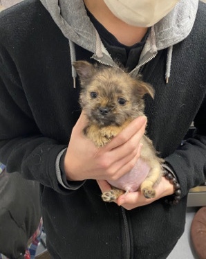 Yorkshire Terrier – 10 weeks old chihuahua/Yorkie/chi stu