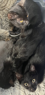 3 Black Cats for Sell