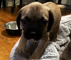 French Bulldog – Gold is his Name – Mount Healthy