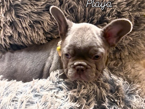 French Bulldog – Wellington Frenchies LLC – Wellington