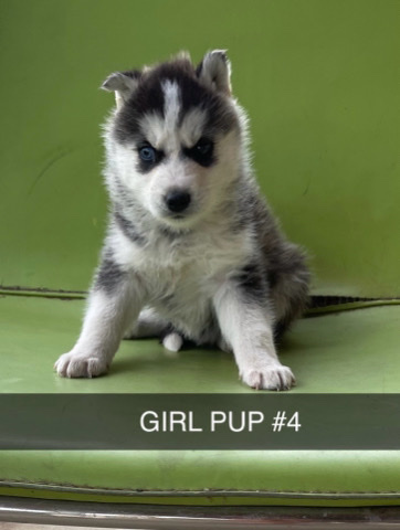 Siberian Husky – Husky Puppies