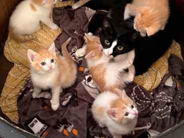 Manx – kittens – Fort Lauderdale
