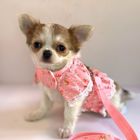 Chihuahua – chihuahua