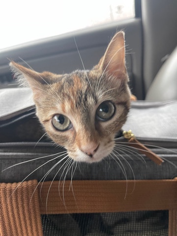 Cat for free