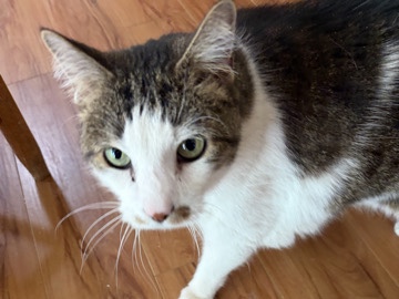 Russian White, Black and Tabby – Rocky the Cat – White Sulphur Springs