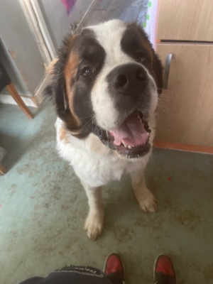 St. Bernard - 15 month old male kc registered St. Bernard available for adoption in Croydon